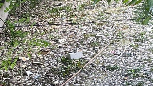 about one and a half ton dead fish in dhanmondi lake