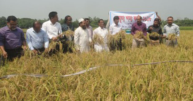 b 74 paddy in sherpur