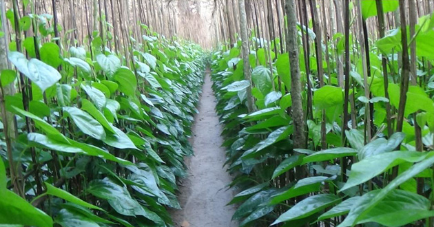 betel farming