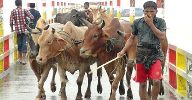 cow from myanmar