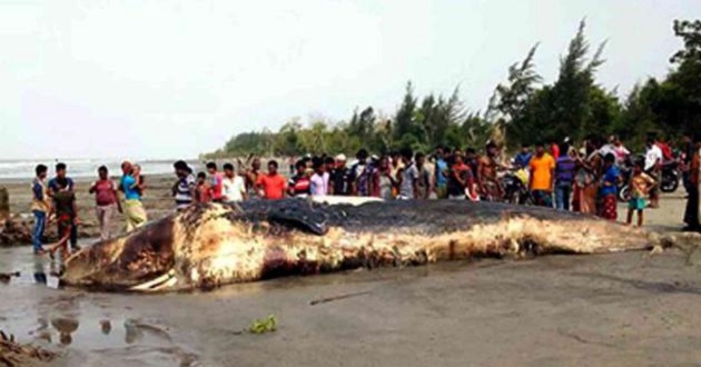 dead whale kuakata