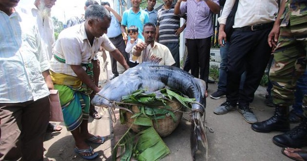 gaint fish of gaibandha