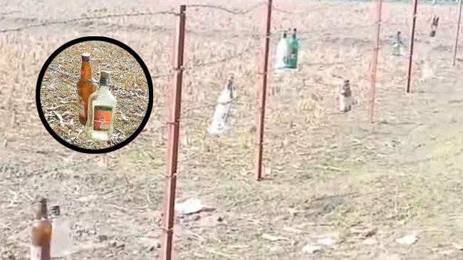 glass bottle in border fence