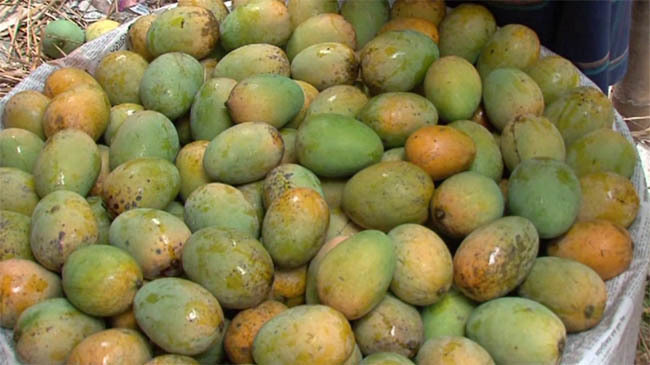 guti mango rajshahi