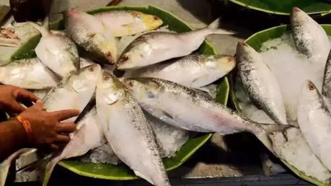 hilsa fish in india