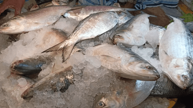 hilsa