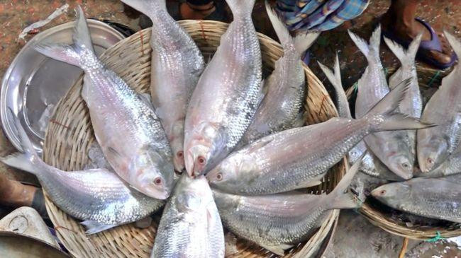 hilsa 3