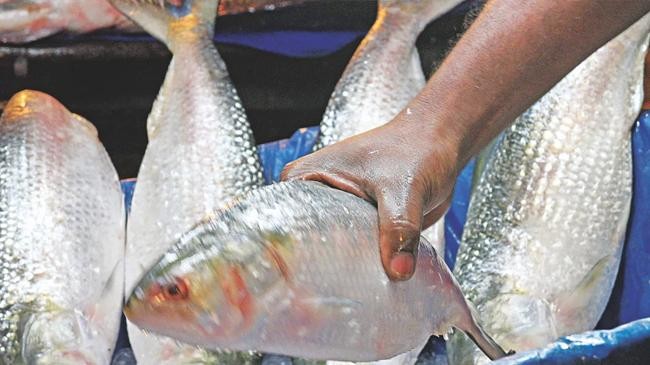 hilsa 4