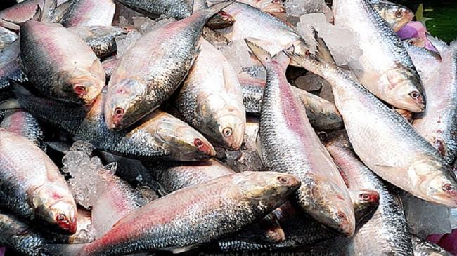 hilsa 5