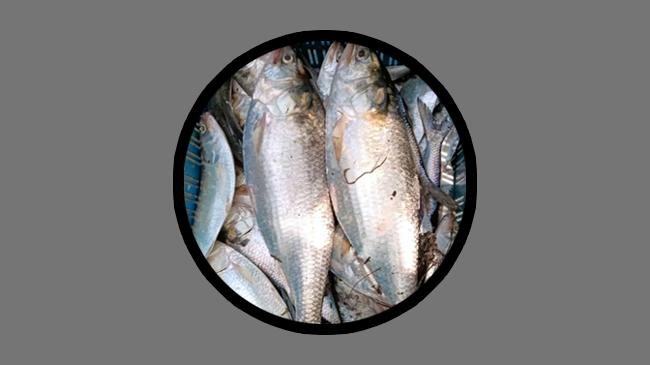 hilsa 6