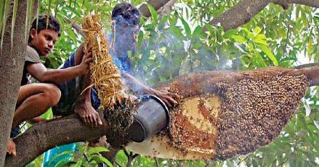 honey in the sundarbans 1