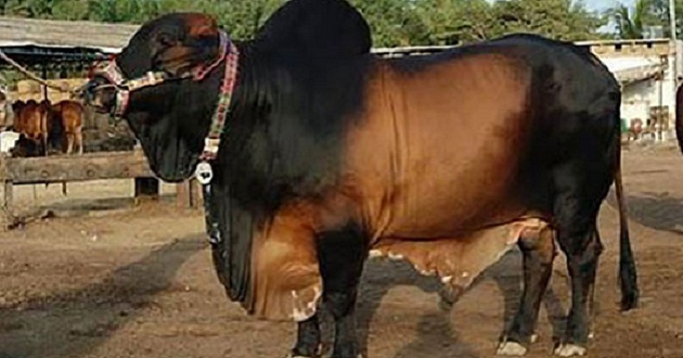 husband beats wife for cow