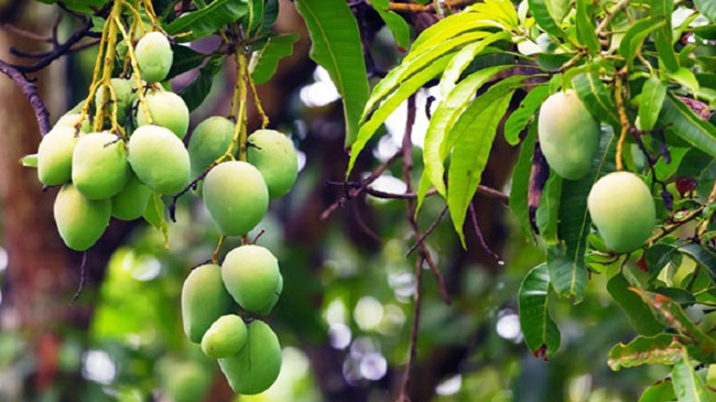 mango rajshahi