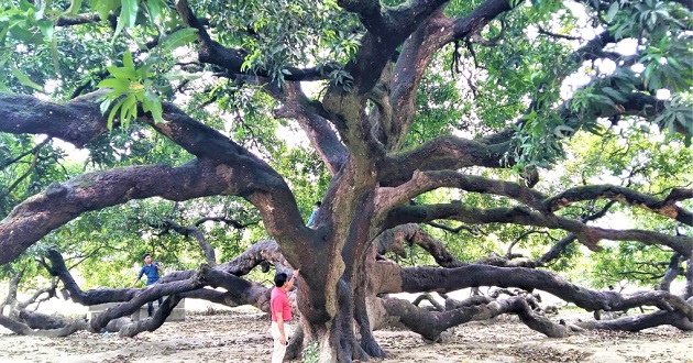 mango tree thakurgon