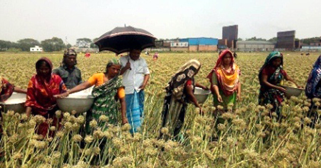 onion farming faridpur