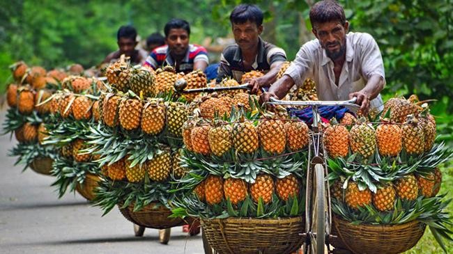 pineapple from madhupur