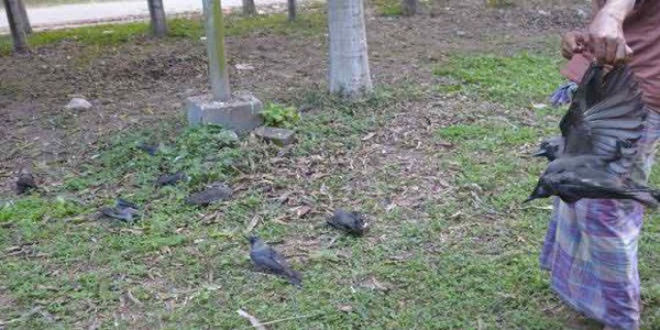 rajshahi crow death