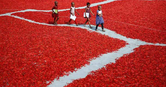 red chilis of bogra 1