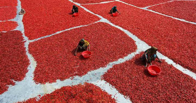 red chilis of bogra 2