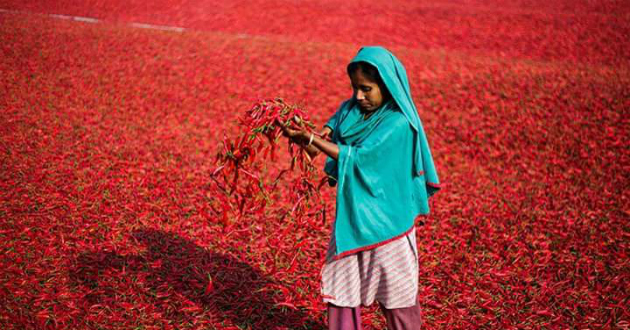 red chilis of bogra 3