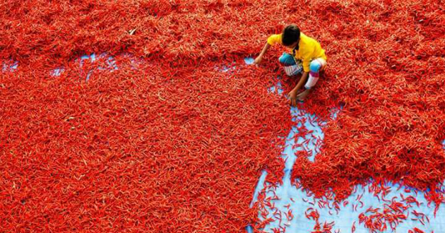 red chilis of bogra 4