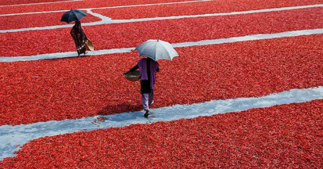 red chilis of bogra