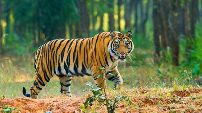 royal bengal tiger 1