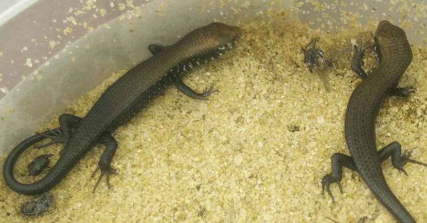 silver grass skink bd 2018