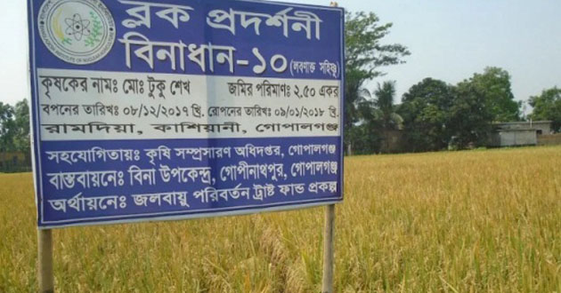 sowing tolerant rice cultivation in gopalganj 2