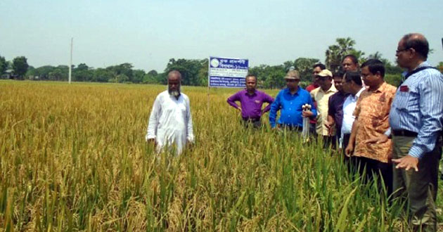 sowing tolerant rice cultivation in gopalganj