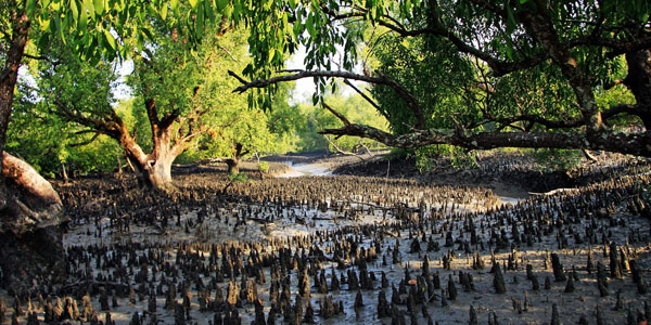 sundarban bangladesh in