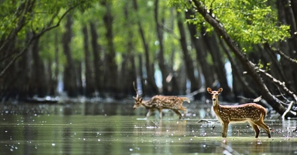 sundarban bd