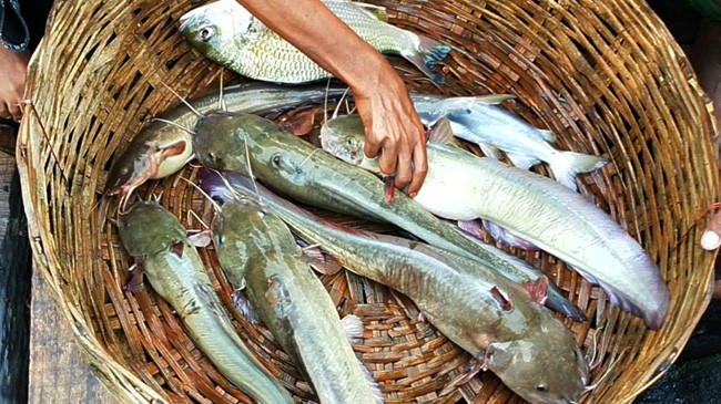 sundarban fish