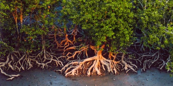 sundarbon sundori trees