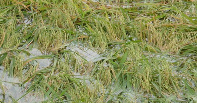 the heavy loss of rice in bogra