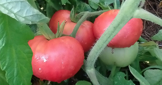 tomato cultivation