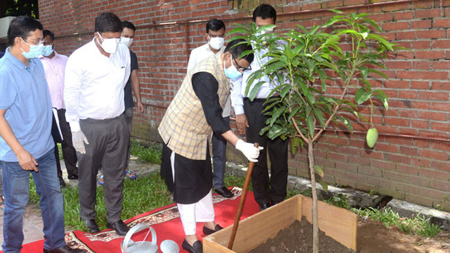 tree plantation 1