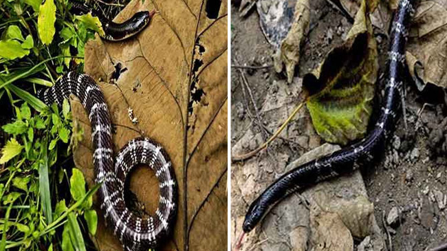 common krait