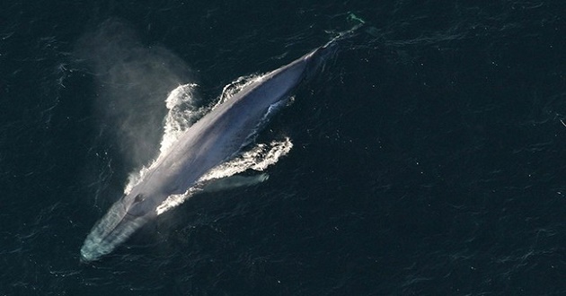 red sea blue whale