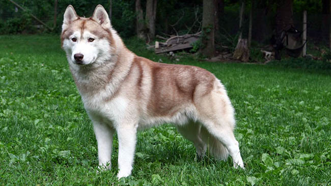 siberian husky india