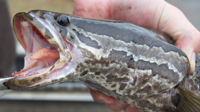 snakehead fish 3