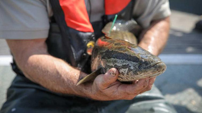 snakehead fish