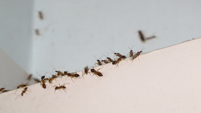 ant control tips