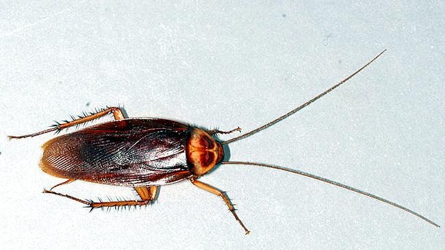 cockroach 1