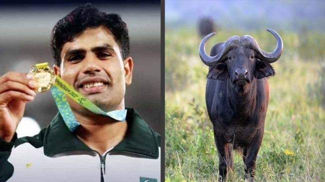 arshad nadeem and buffalo