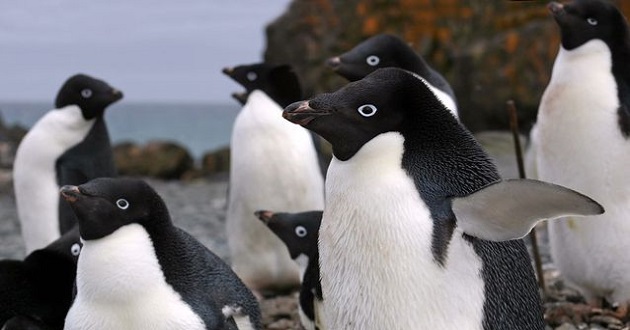 Adelie Penguins