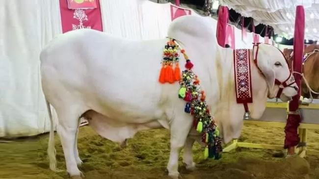 a cow of all woman cattle market