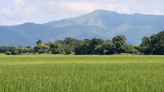 a rice field of venezuela