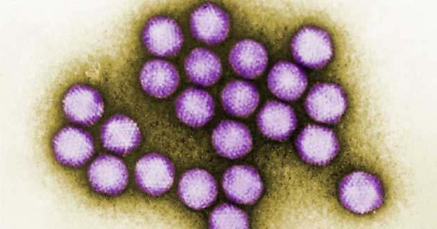 adenoviruses