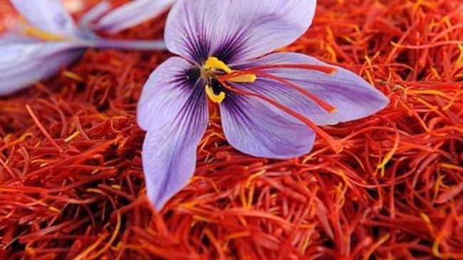 afghan saffron